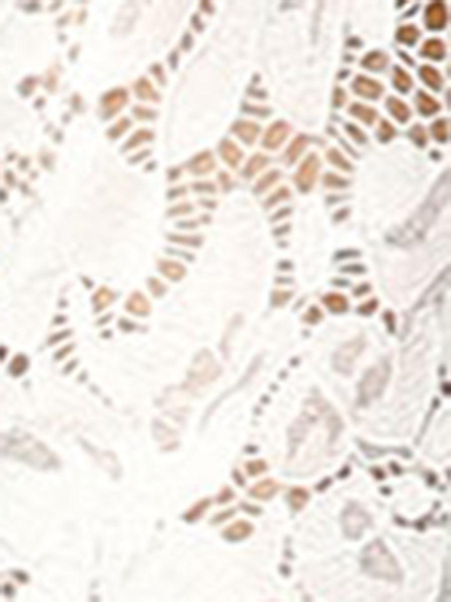Sheer Floral Elegant 3/4 Sleeve Lace Shrug
