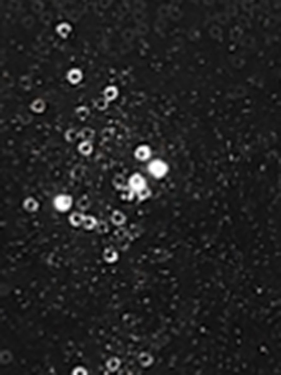 Sequin Midrise Solid Sparkle Cocktail Zipper Elastic Waist Shorts